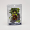 Purple Rush by In House Genetics - Photoperiod - 3 fem seeds