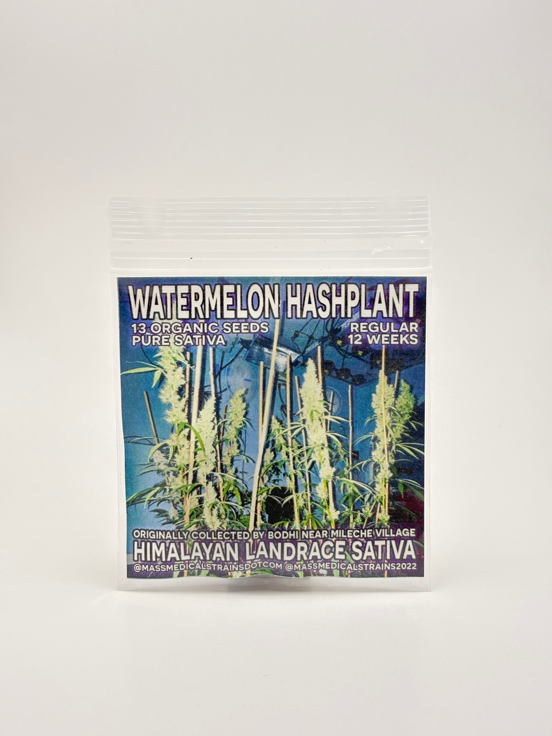 Watermelon Hashplant by Mass Medical Strains - Photoperiod - 13 reg seeds