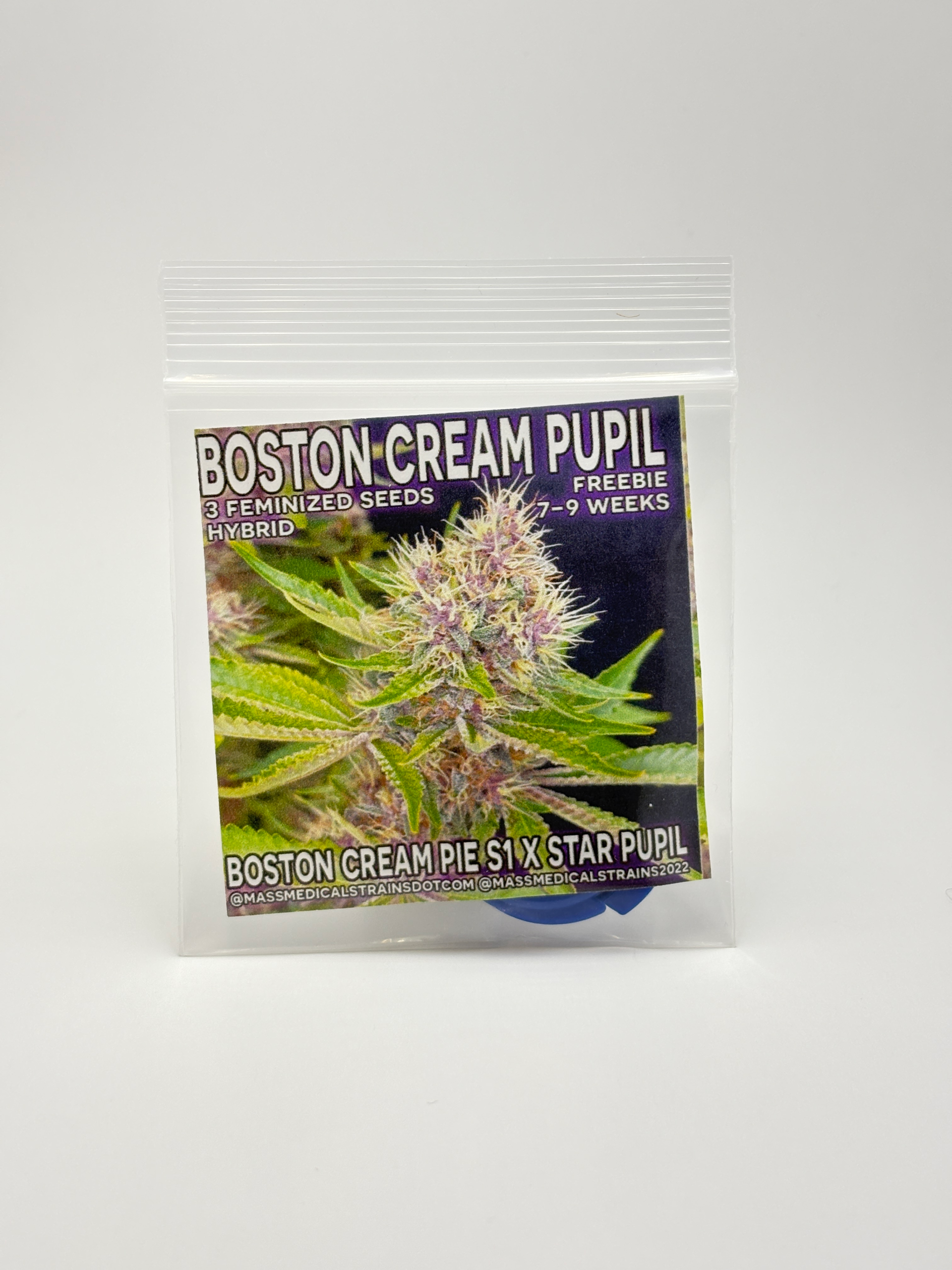 Boston Cream Pupil by Mass Medical Strains - Photoperiod - 3 fem seeds