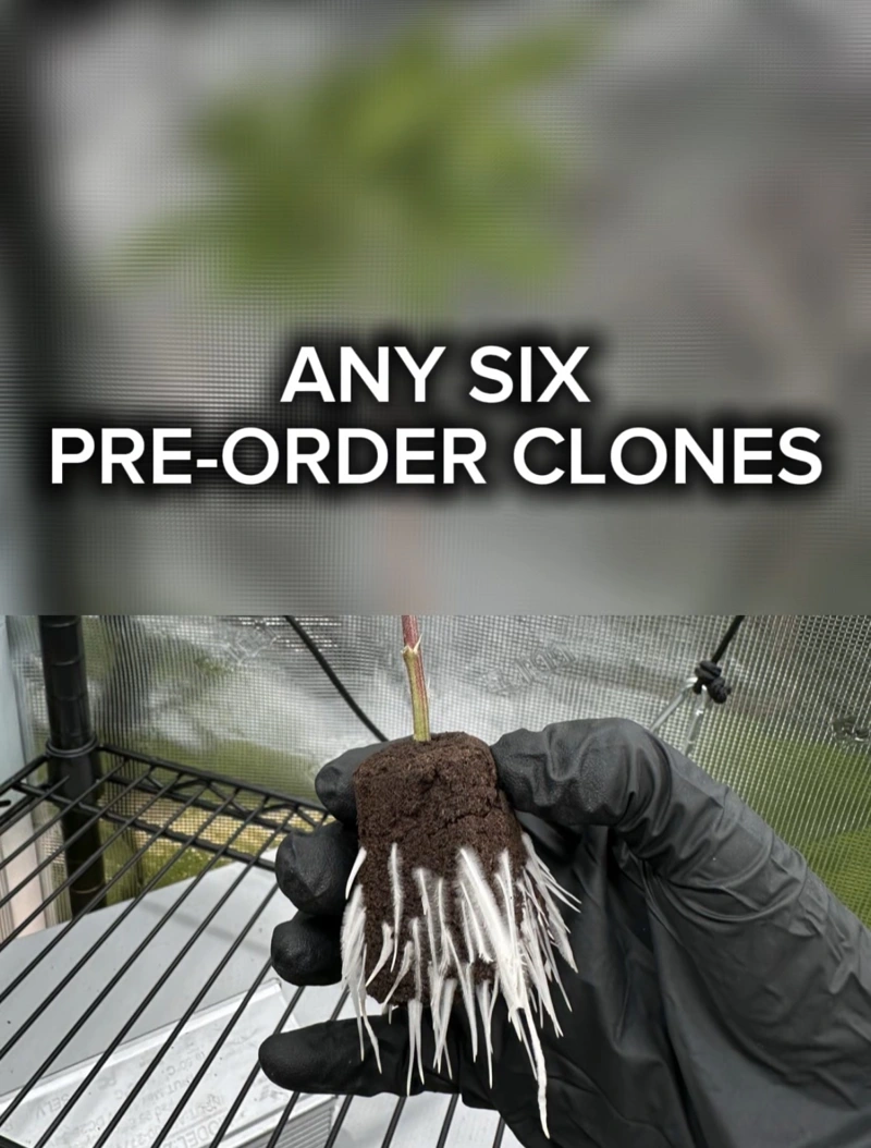 *PRE-ORDER* Any 6 Clones - Mix & Match
